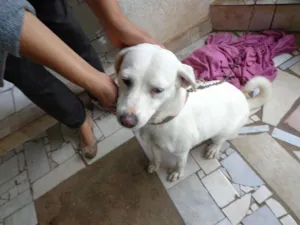 Cachorro raça SRD idade 2 anos nome Branca