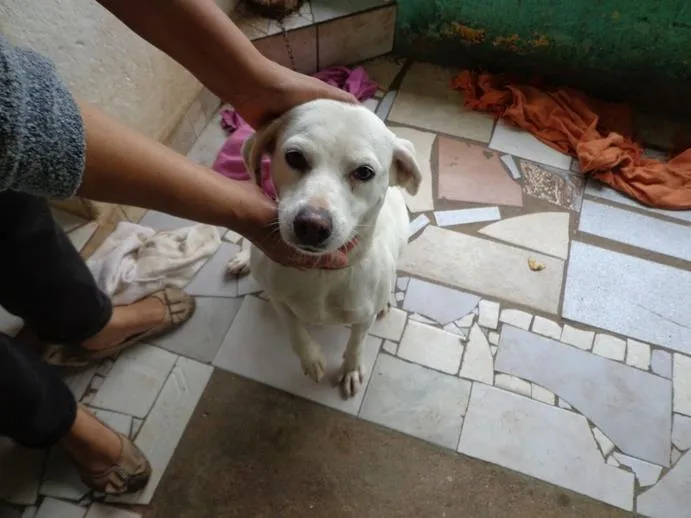 Cachorro ra a SRD idade 2 anos nome Branca