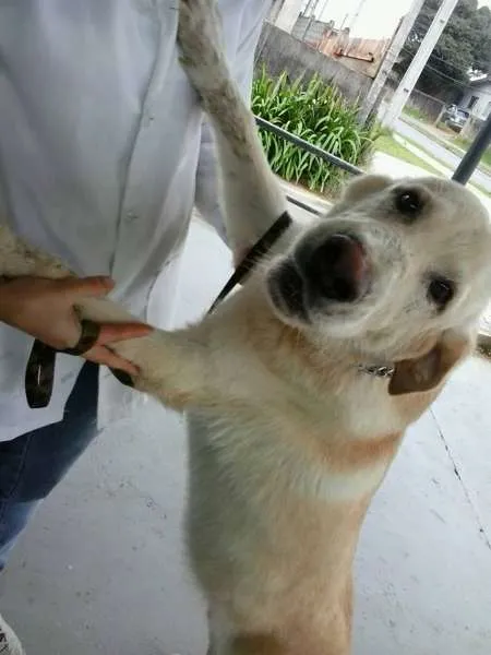Cachorro ra a Labrador idade 7 a 11 meses nome Bozó