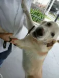 Bozó