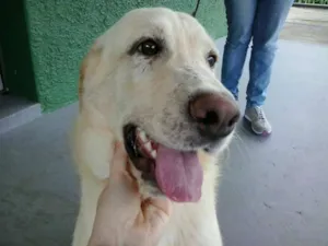 Cachorro raça Labrador idade 7 a 11 meses nome Bozó