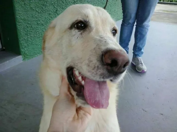 Cachorro ra a Labrador idade 7 a 11 meses nome Bozó