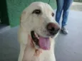 Bozó