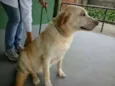 Bozó