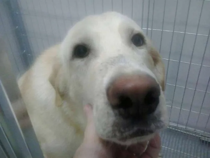 Cachorro ra a Labrador idade 7 a 11 meses nome Bozó