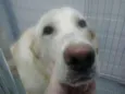 Bozó