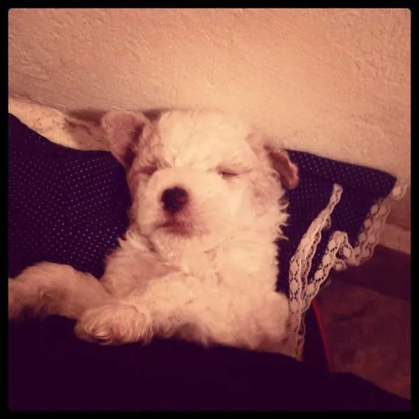 Cachorro ra a Poodle idade Abaixo de 2 meses nome Fred