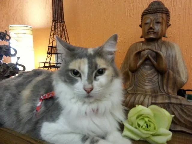 Gato ra a SRD idade 3 anos nome Soffi