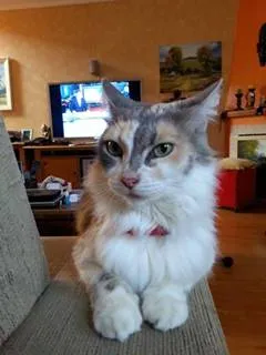 Gato ra a SRD idade 3 anos nome Soffi
