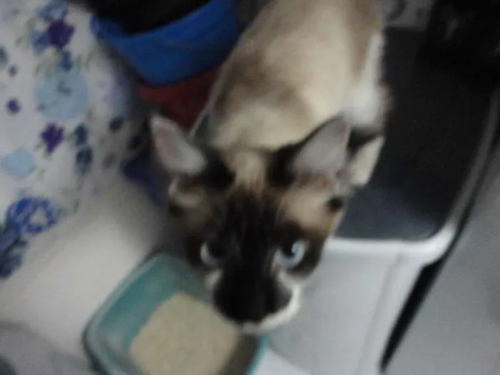 Gato ra a SRD idade 2 a 6 meses nome Menina