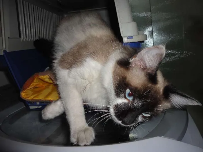 Gato ra a SRD idade 2 a 6 meses nome Menina