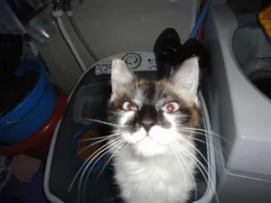 Gato raça SRD idade 2 a 6 meses nome Menina