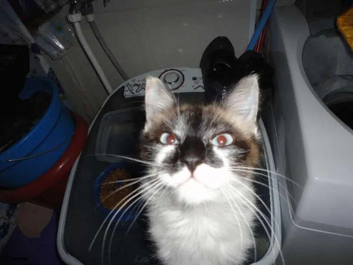 Gato ra a SRD idade 2 a 6 meses nome Menina