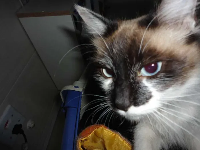 Gato ra a SRD idade 2 a 6 meses nome Menina