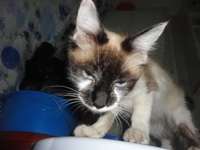 Gato ra a SRD idade 2 a 6 meses nome Menina
