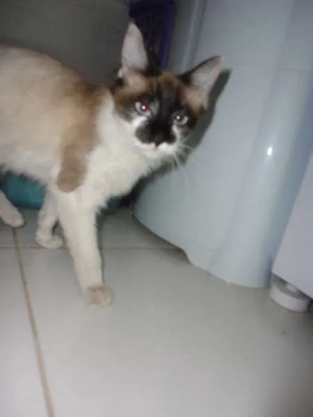 Gato ra a SRD idade 2 a 6 meses nome Menina