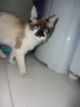 Menina