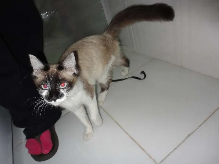 Gato ra a SRD idade 2 a 6 meses nome Menina