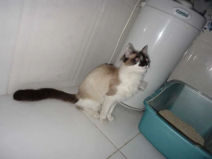 Gato ra a SRD idade 2 a 6 meses nome Menina