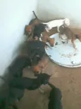 Cachorro raça viralata idade Abaixo de 2 meses nome sem nome