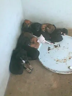 Cachorro raça viralata idade Abaixo de 2 meses nome sem nome