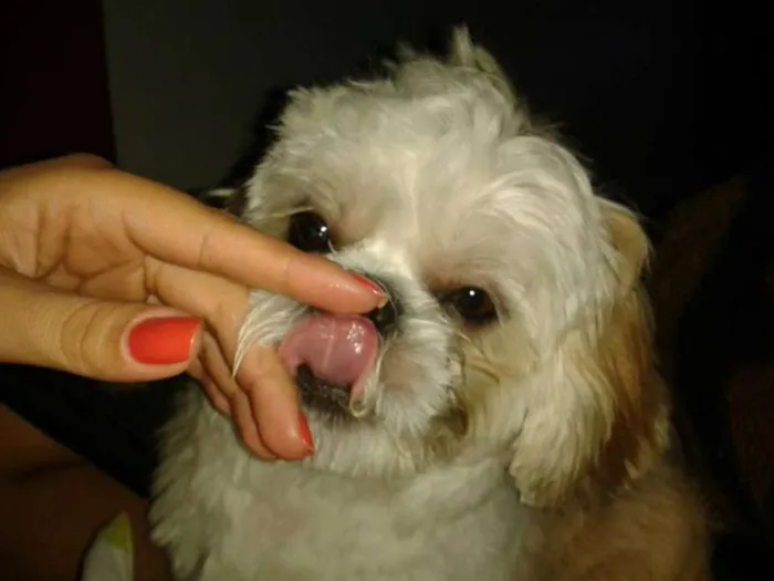 Cachorro ra a Shitzu idade 7 a 11 meses nome Lucky GRATIFICA