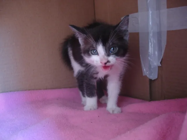 Gato ra a SRD idade Abaixo de 2 meses nome Ozzy