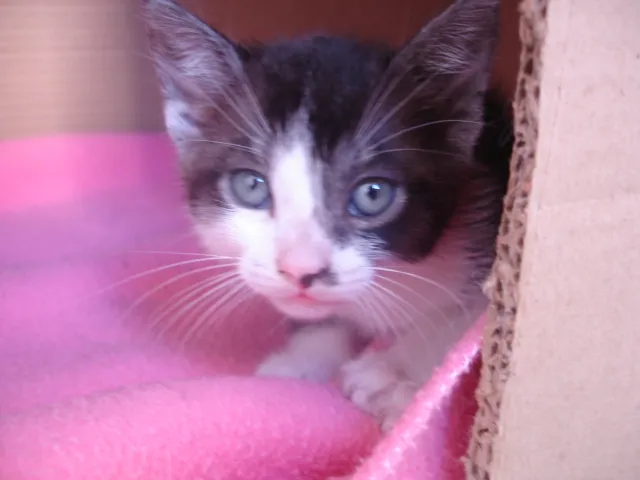 Gato ra a SRD idade Abaixo de 2 meses nome Ozzy
