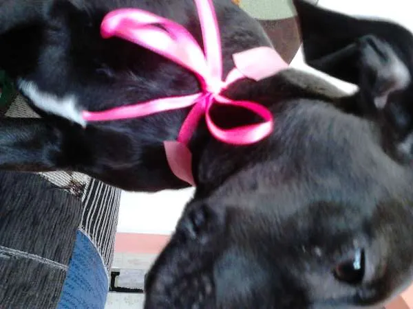 Cachorro ra a VIRA - LATA idade 2 a 6 meses nome PILILICA