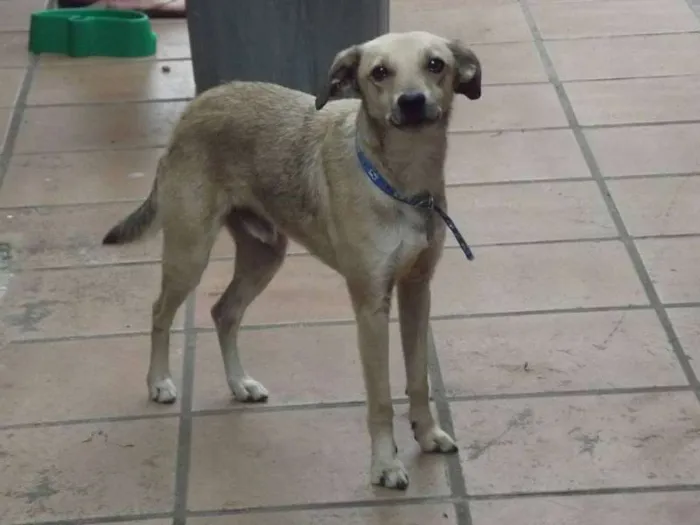 Cachorro raça SRD idade 5 anos nome Romeu