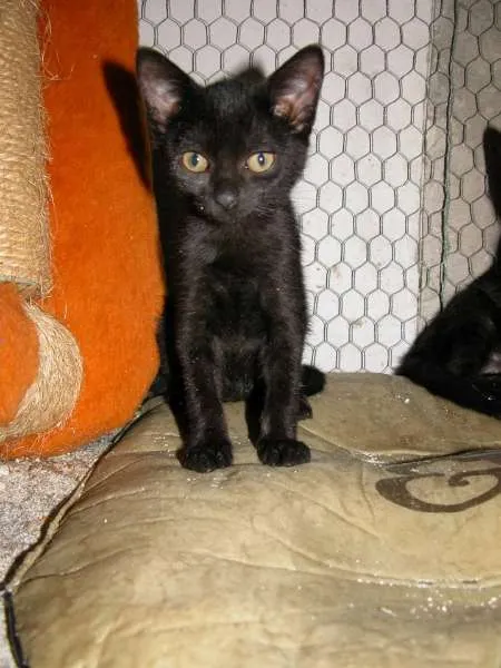 Gato ra a SRD idade 2 a 6 meses nome Maria Paula