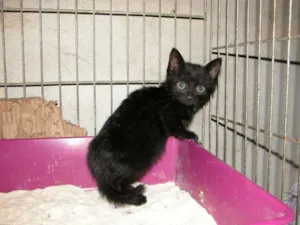 Gato raça SRD idade 2 a 6 meses nome Maria Joana