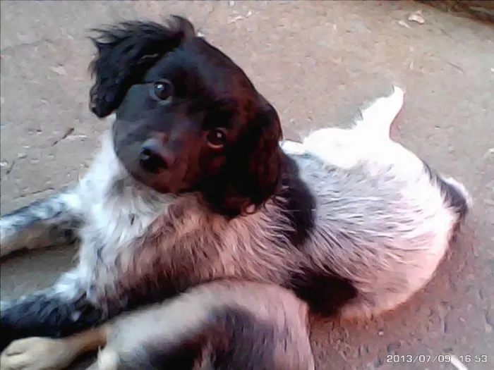 Cachorro ra a indefinida idade 2 a 6 meses nome sem nome