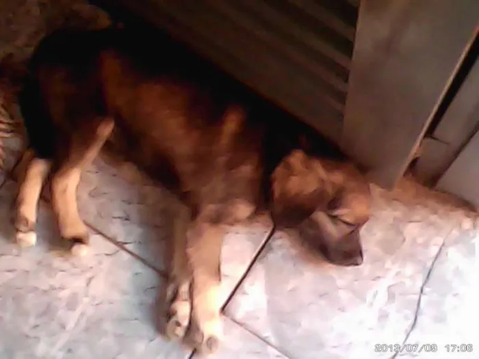 Cachorro ra a indefinida idade 2 a 6 meses nome sem nome