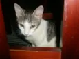 Gato raça SRD idade 2 a 6 meses nome Hero