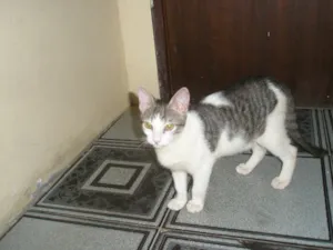 Gato raça SRD idade 2 a 6 meses nome Hero