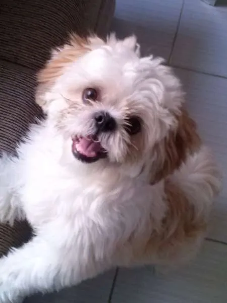 Cachorro ra a Shitzu idade 7 a 11 meses nome LUCKY GRATIFICA