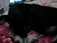 REX