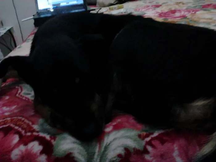 Cachorro ra a SEM RAÇA DEFINIDA idade 6 ou mais anos nome REX