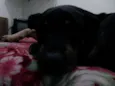 REX
