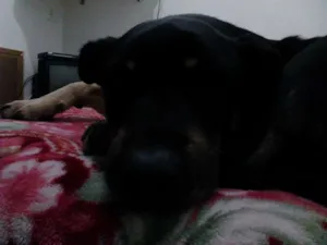 Cachorro raça SEM RAÇA DEFINIDA idade 6 ou mais anos nome REX