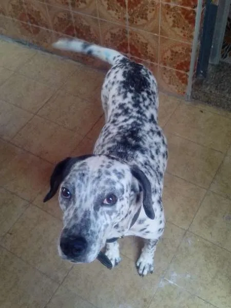 Cachorro ra a dalmata idade 2 anos nome floquinho