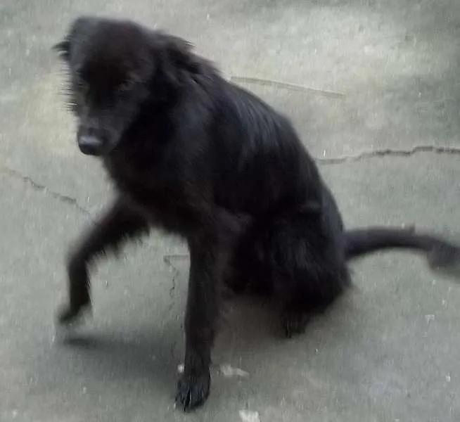 Cachorro ra a SRD idade 2 anos nome lobo e a nega