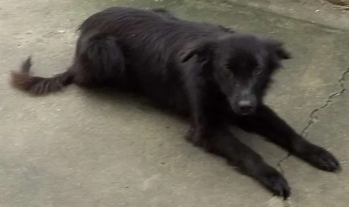 Cachorro ra a SRD idade 2 anos nome lobo e a nega