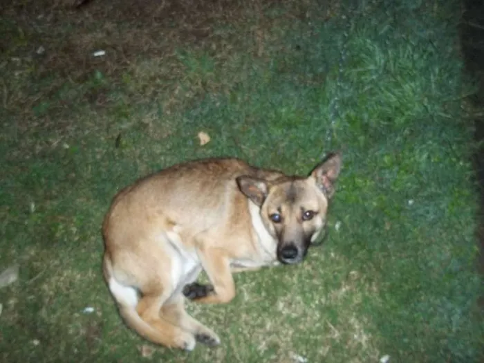 Cachorro ra a SRD idade 2 anos nome lobo e a nega