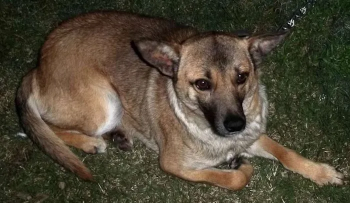 Cachorro ra a SRD idade 2 anos nome lobo e a nega