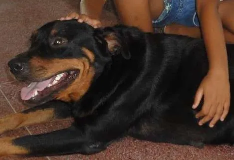 Cachorro raça hot walle idade 5 anos nome catuxa