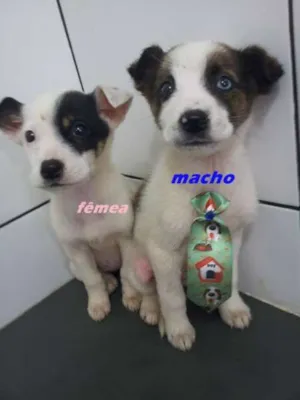 Cachorro raça srd idade 2 a 6 meses nome filhotes