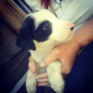 Cachorro raça  idade Abaixo de 2 meses nome Sem nome