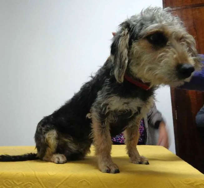 Cachorro ra a SRD idade 1 ano nome Spaghetti